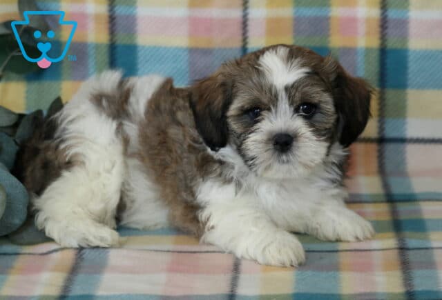 Jax Shichon image