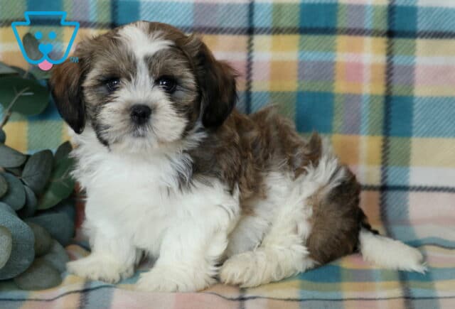 Jax Shichon2 image