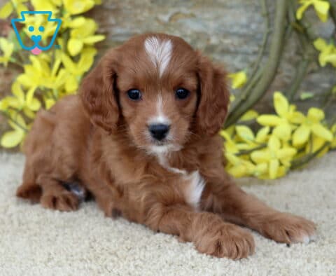 Jayla Cavapoo2