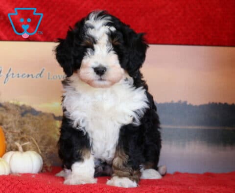 Jayla Mini Bernedoodle