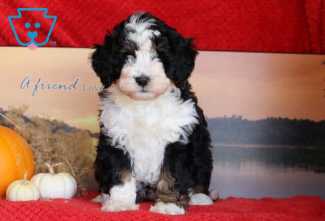 Jayla Mini Bernedoodle image