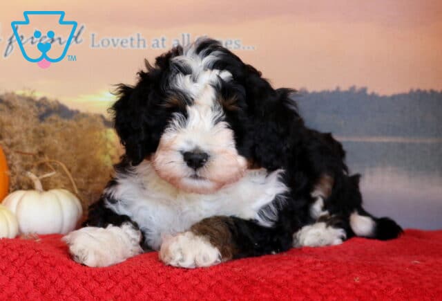 Jayla Mini Bernedoodle2 image