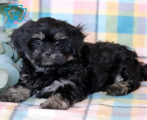 Jayla Shichon