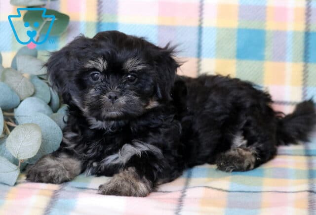 Jayla Shichon image