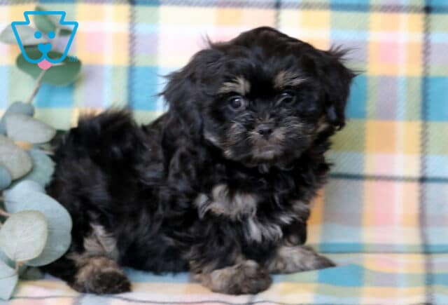 Jayla Shichon2 image