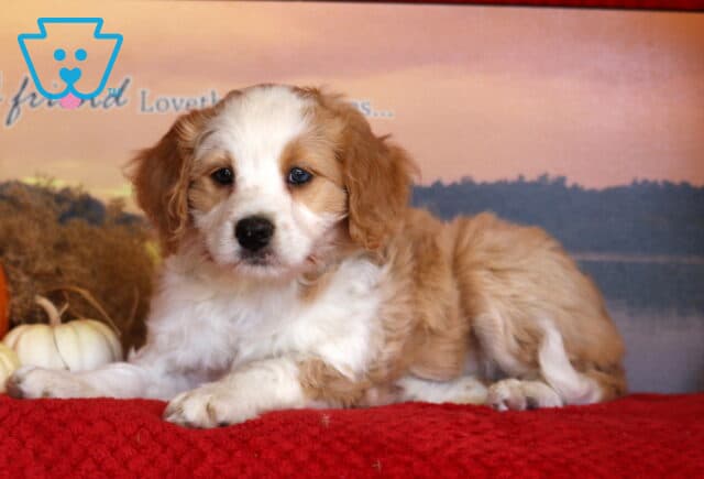 Jazzy Mini Bernedoodle image
