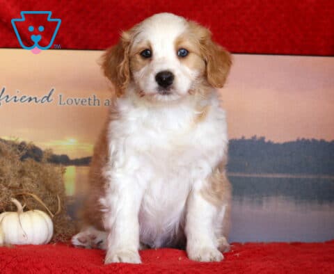 Jazzy Mini Bernedoodle2