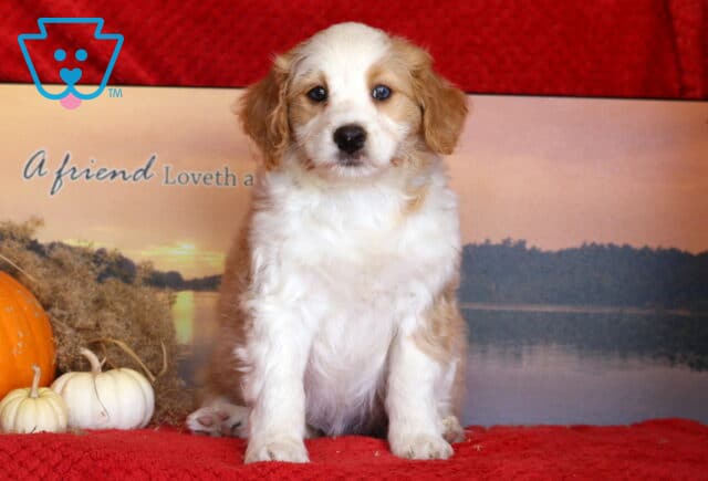 Jazzy Mini Bernedoodle2 image