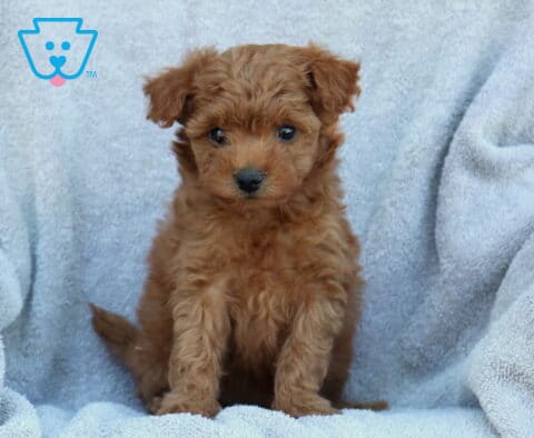 Jazzy Poodle Mix