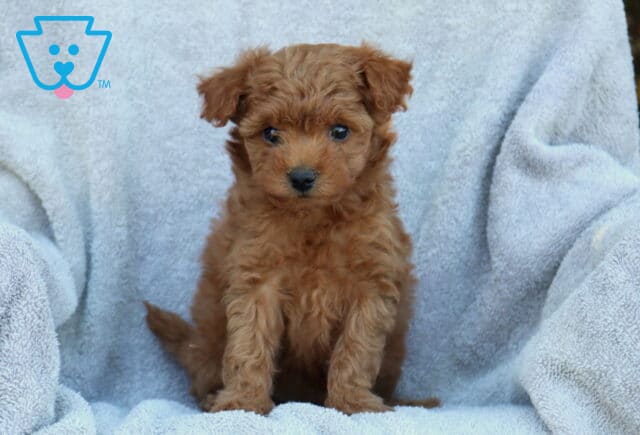 Jazzy Poodle Mix image