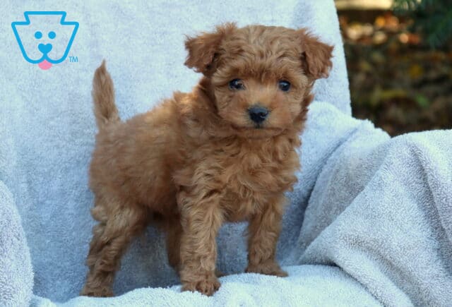 Jazzy Poodle Mix2 image