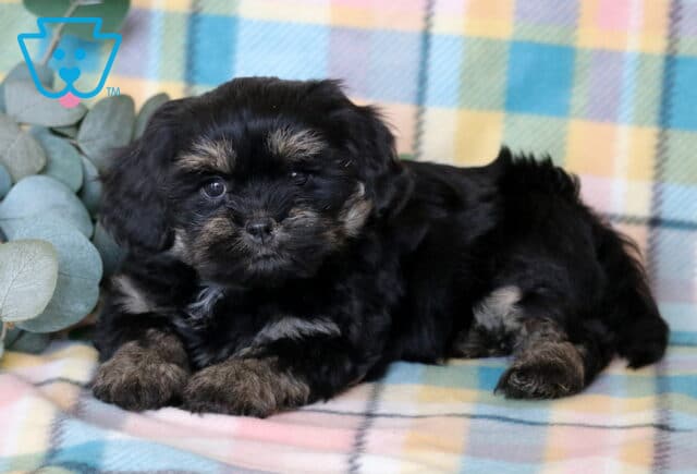 Jazzy Shichon image