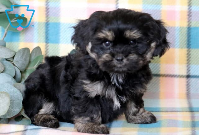 Jazzy Shichon2 image