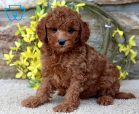 Jenkins Cavapoo