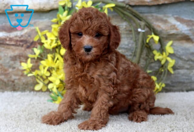 Jenkins Cavapoo image