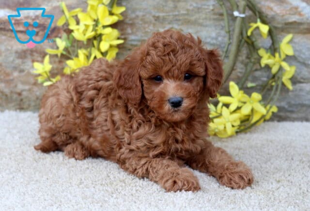 Jenkins Cavapoo2 image