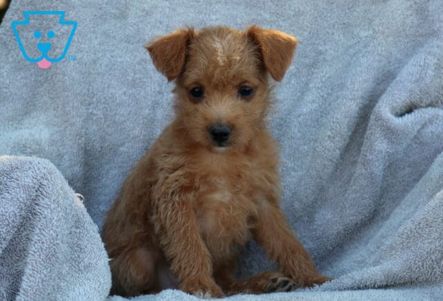 Jinx Poodle Mix image