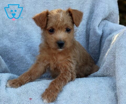 Jinx Poodle Mix2