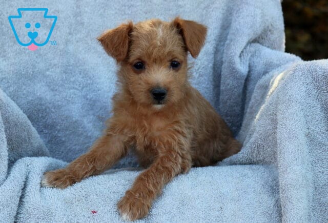 Jinx Poodle Mix2 image