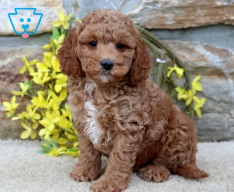 Joey Cavapoo