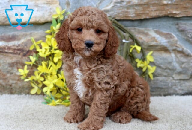Apricot Cavapoo puppy with soft curly fur and a white chest marking sitting in front of a stone wall accented with bright yellow flowers. image