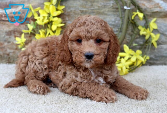 Curly apricot Cavapoo puppy lying comfortably on a cream-colored rug with front paws stretched forward, surrounded by cheerful yellow blossoms and a rustic stone backdrop. image