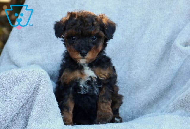 Joey Poodle Mix image