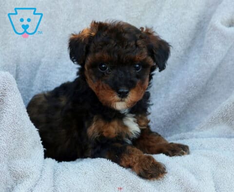 Joey Poodle Mix2