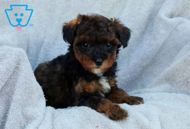 Joey Poodle Mix2 image