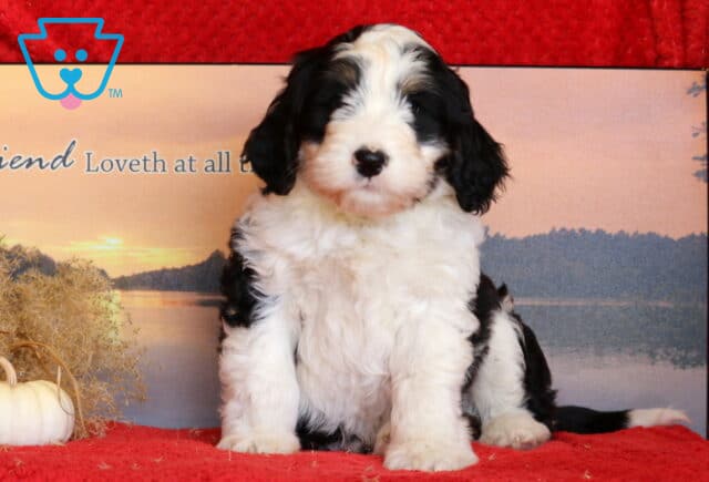 Jojo Mini Bernedoodle image