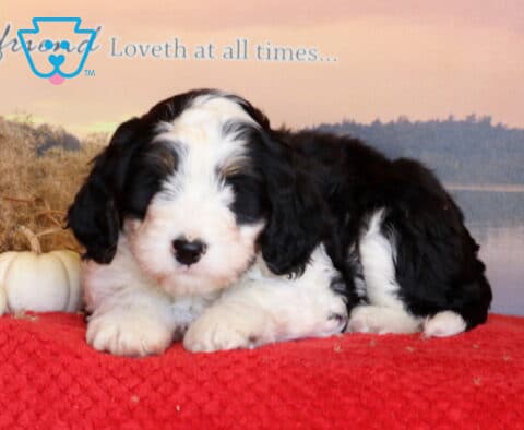 Jojo Mini Bernedoodle2