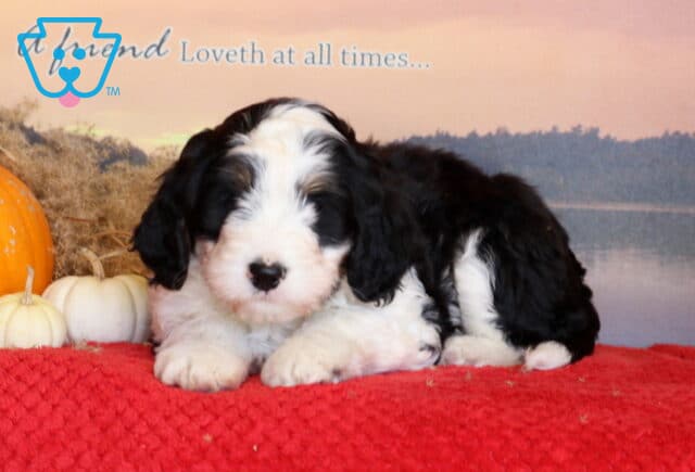 Jojo Mini Bernedoodle2 image