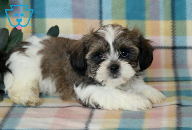 Jojo Shichon image