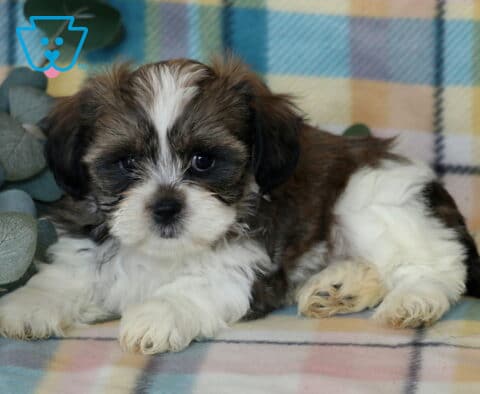 Jojo Shichon2