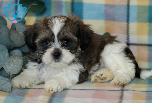 Jojo Shichon2 image