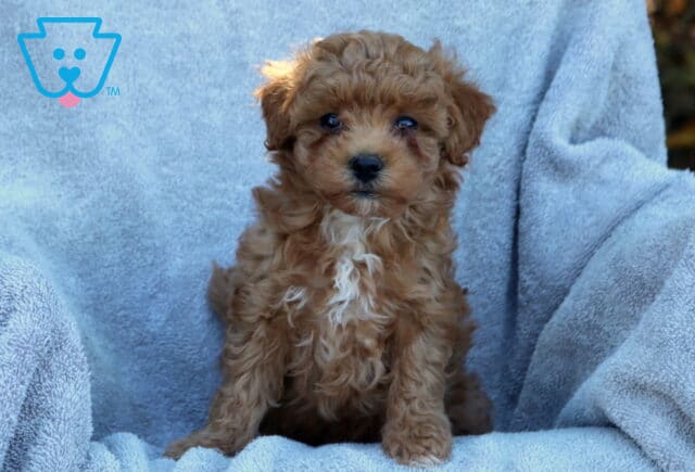 Jolly Poodle Mix image