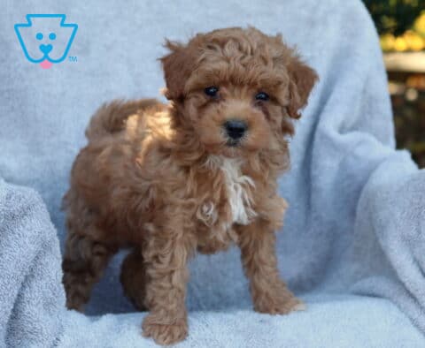 Jolly Poodle Mix2