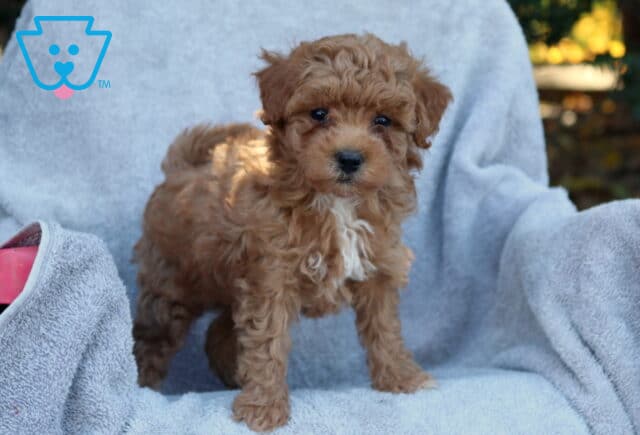 Jolly Poodle Mix2 image