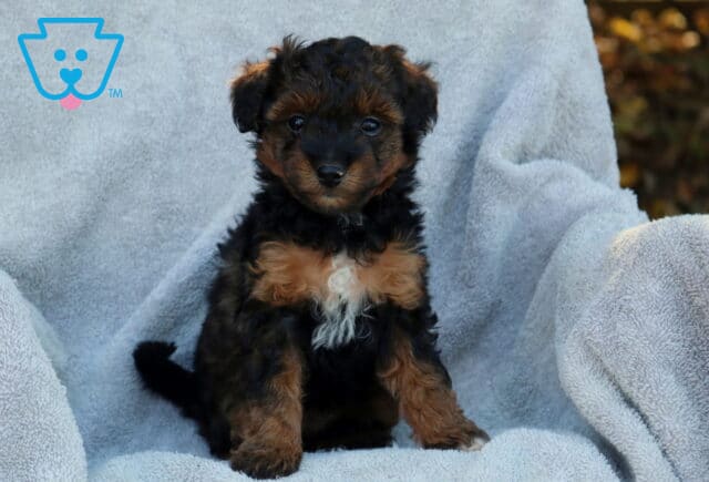 Joy Poodle Mix image