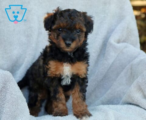 Joy Poodle Mix2