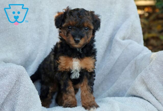 Joy Poodle Mix2 image