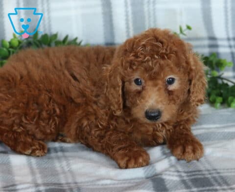 Kayla MIni Poodle