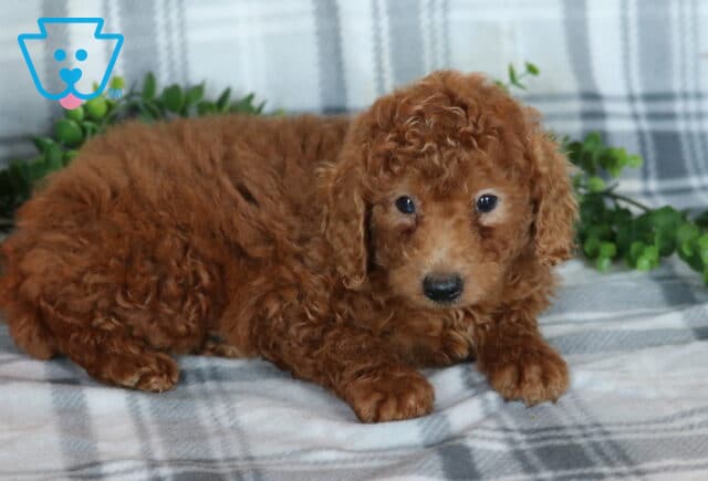 Kayla MIni Poodle image