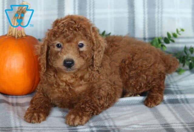 Kayla MIni Poodle2 image