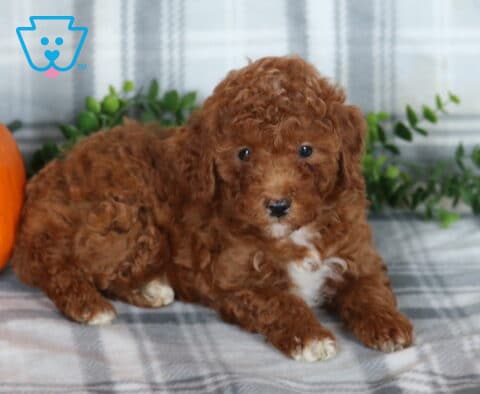 Kesha Mini Poodle