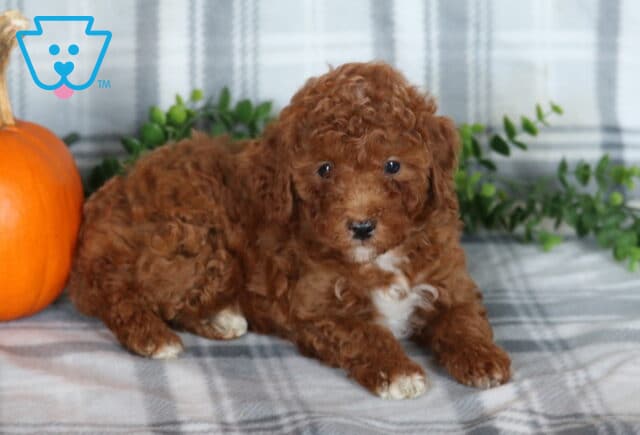 Kesha Mini Poodle image