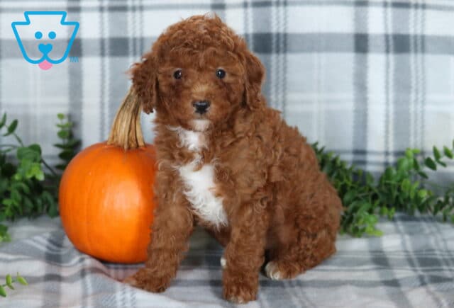 Kesha Mini Poodle2 image