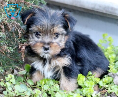 Kibble yorkie