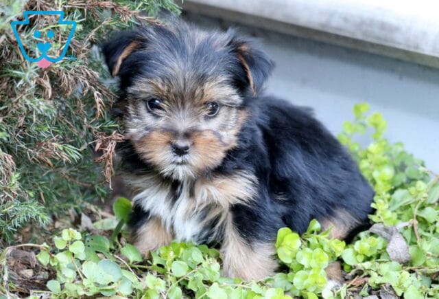 Kibble yorkie image