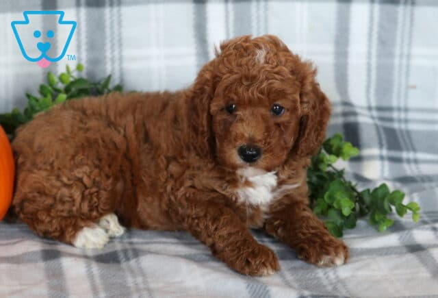 Kiwi Mini Poodle image